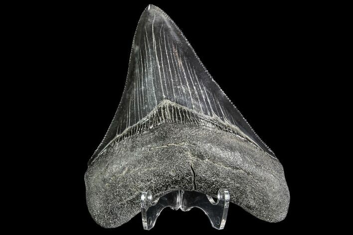 Serrated, Fossil Megalodon Tooth - Georgia #108857